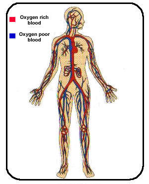 Sistem za krvotok ~ine srece i krvni sudovi koji obrazuju potpuno
