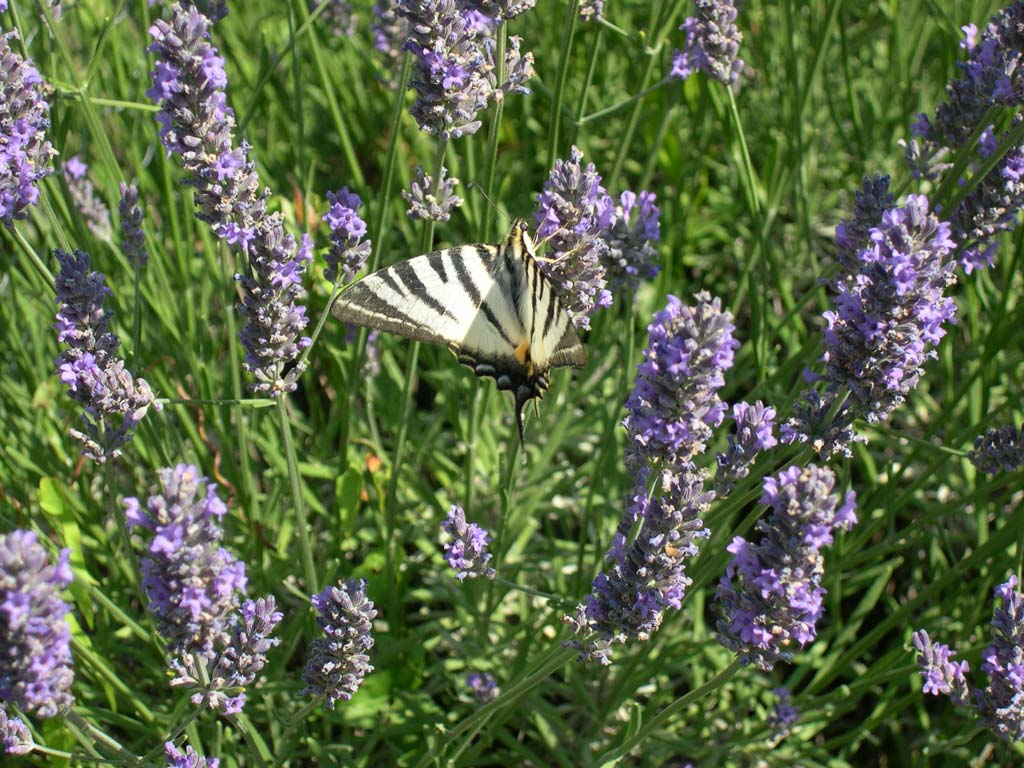 lavanda%20(10).jpg