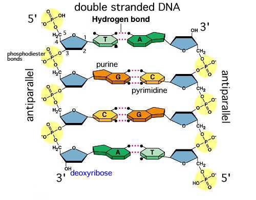 GRAĐA MOLEKULA DNK