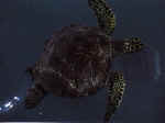 Chelonia Mydas