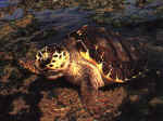 Caretta Caretta