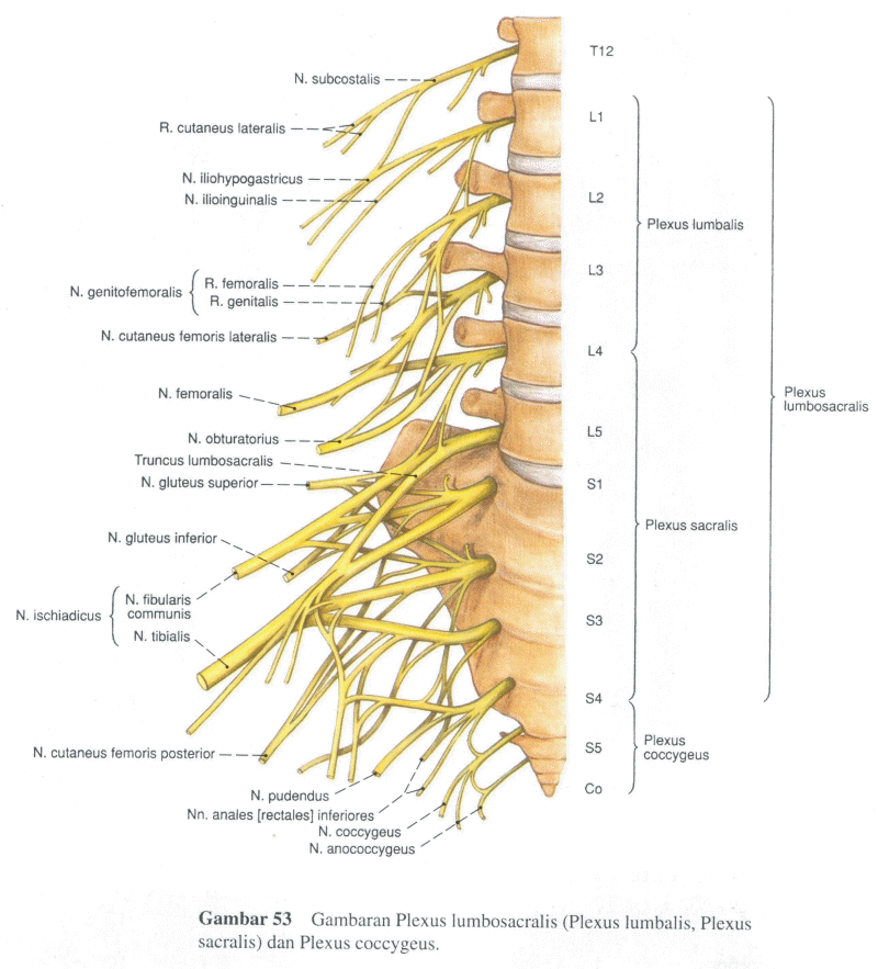 Plexus перевод с латинского. Plexus lumbalis нерв. Plexus lumbalis ветви. Plexus lumbalis анатомия. Короткие ветви Plexus sacralis.